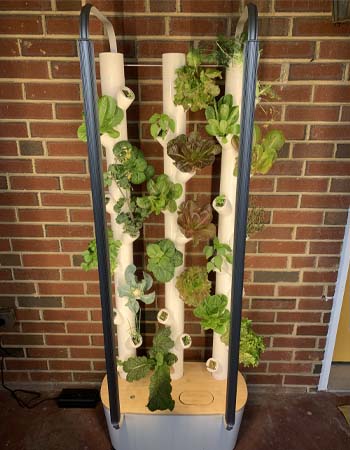 The Gardyn hydroponic indoor garden system growing multiple heads of lettuce next to an indoor brick wall