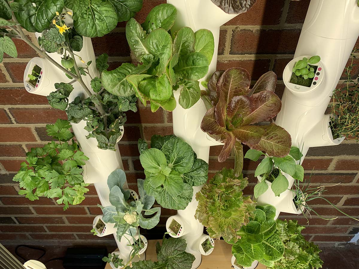 A close-up of the Gardyn hydroponic indoor garden system growing multiple heads of lettuce next to an indoor brick wall