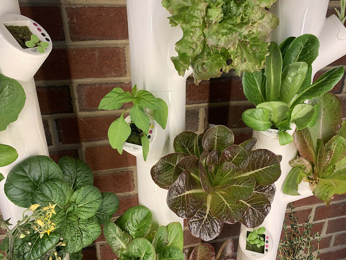 A close-up of several heads of lettuce growing from the Gardyn hydroponic indoor garden system