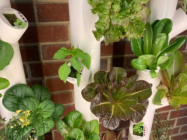 Does The Gardyn Hydroponic System Live Up to Its Promise to Grow Plants Without Soil?