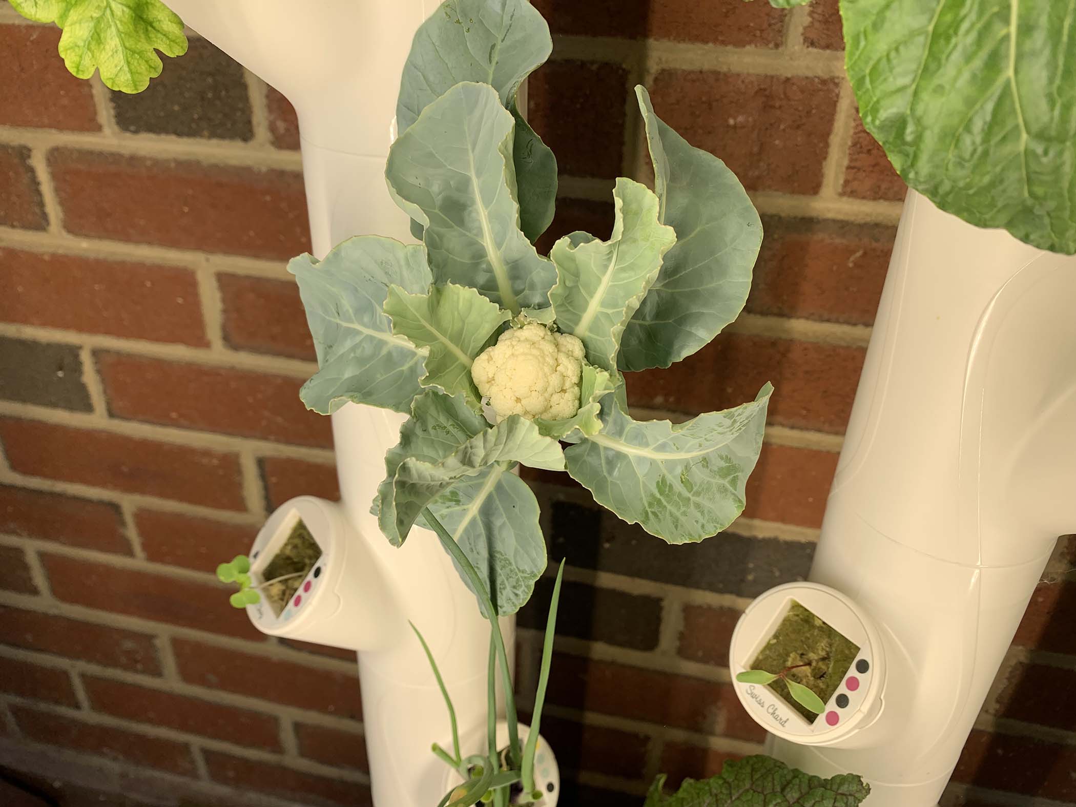 Gardyn Review Does It Really Grow Produce Indoors Without Soil