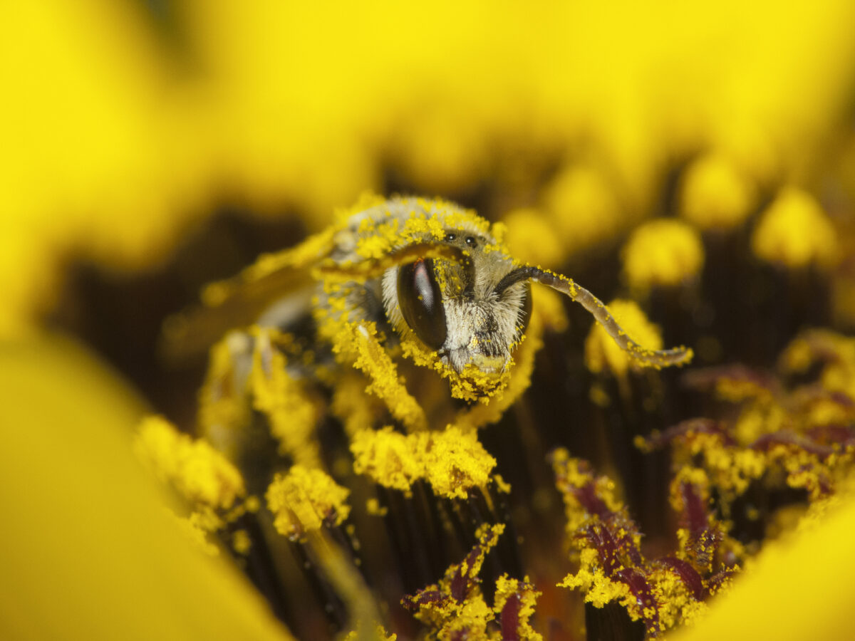 Closeup of a honey bee covered in pollen from a yellow flower