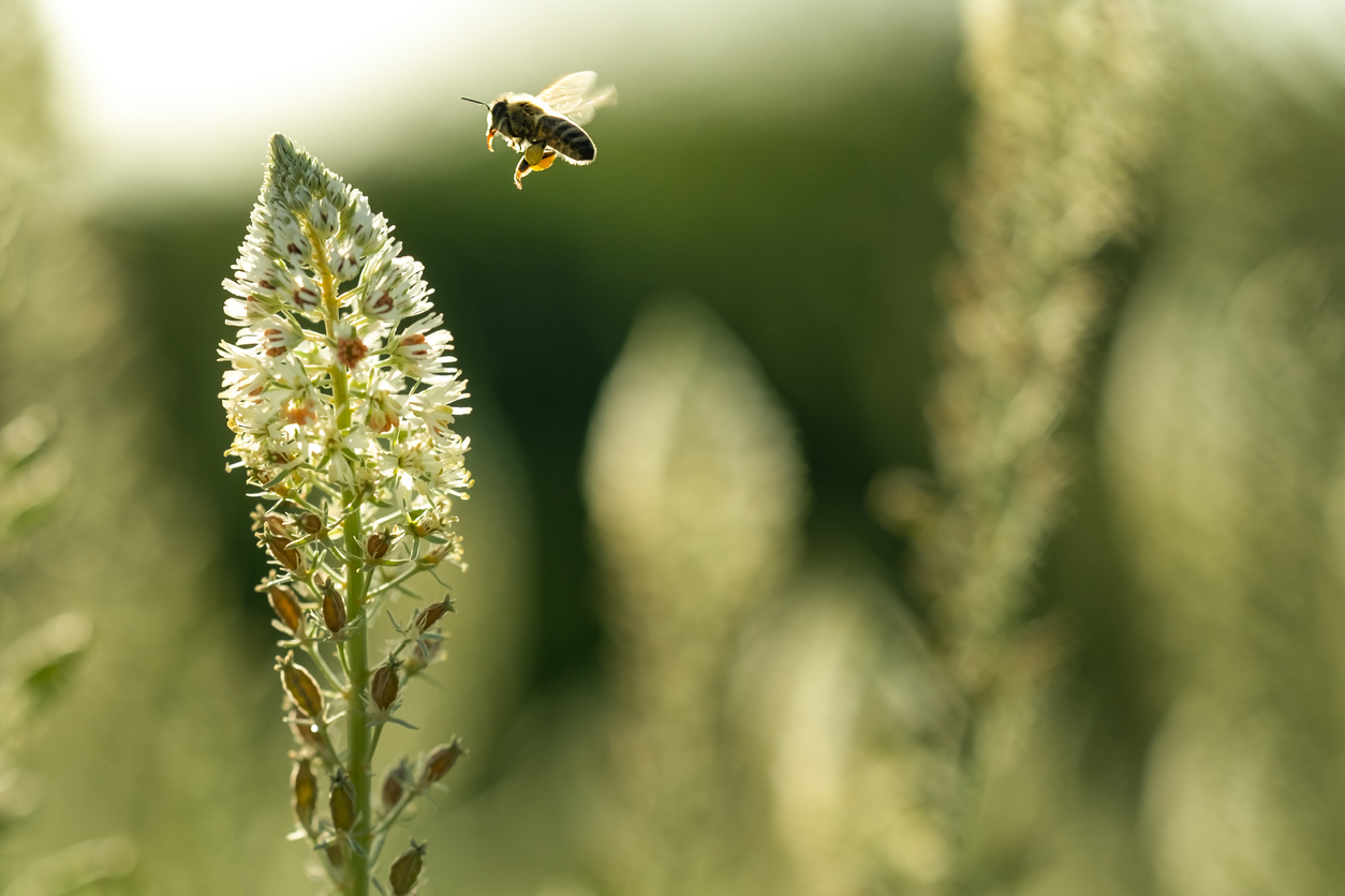 Lone silhouetted bee flying toward a mignonette flower