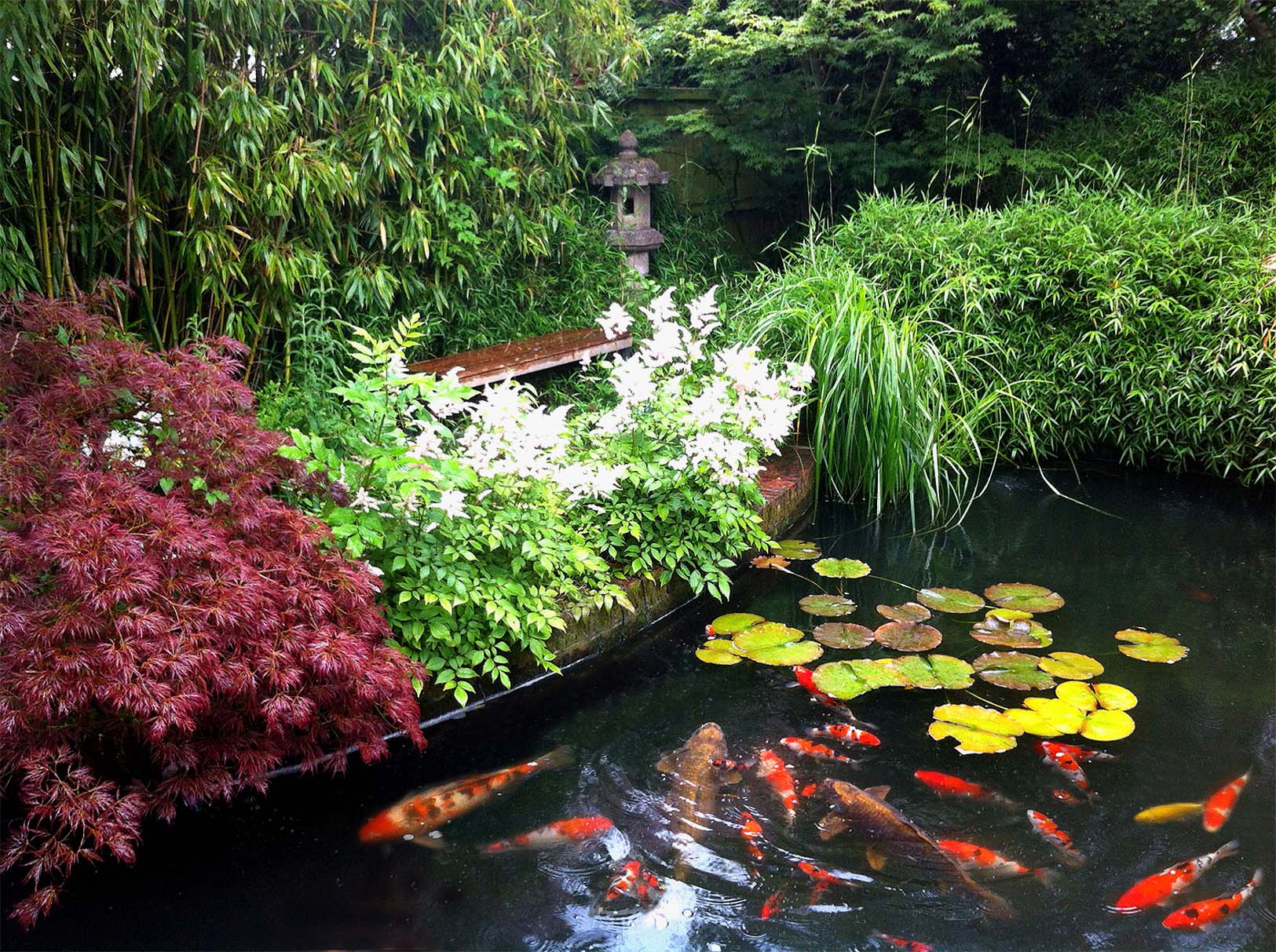 How Much Does a Koi Pond Cost? (2023) Bob Vila
