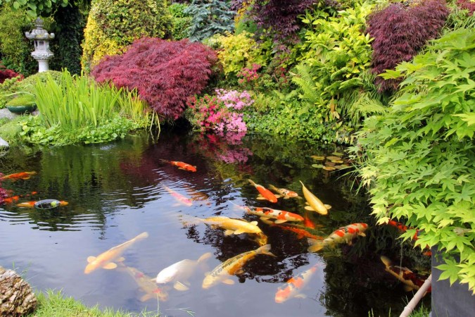 How Much Does a Koi Pond Cost?