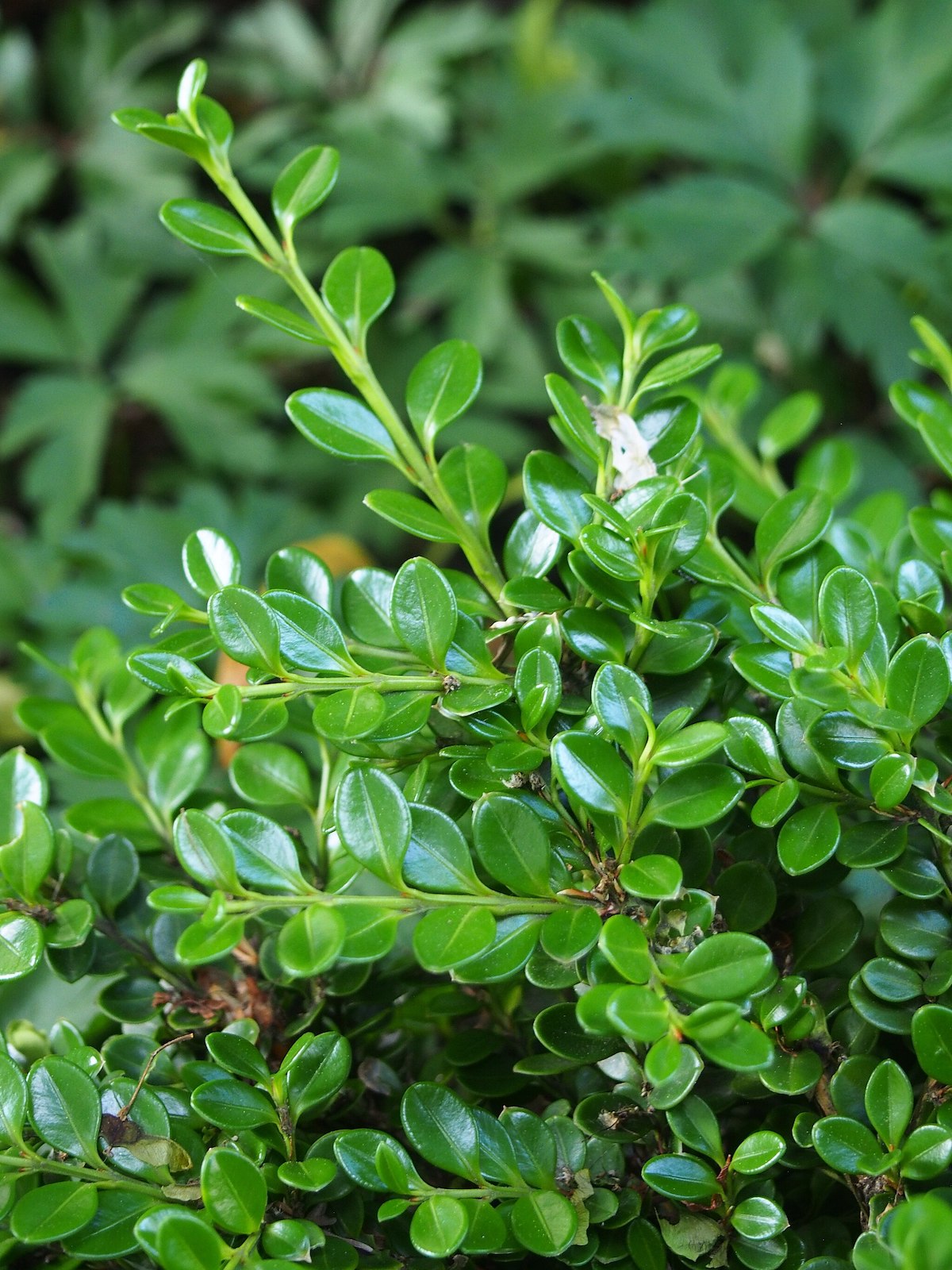 close up of korean compact boxwood variety for home landscapes