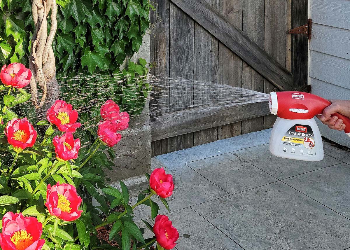 The Ortho hose end sprayer in use spraying fertilizer on a blooming plant