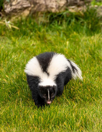 Skunk Removal Cost