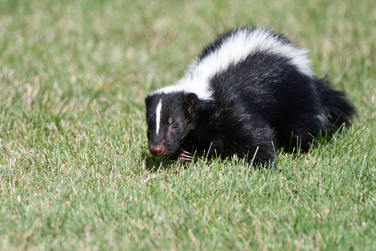 Skunk Removal Cost