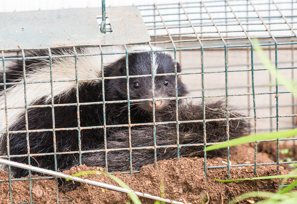 How Much Does Skunk Removal Cost? (2023) - Bob Vila