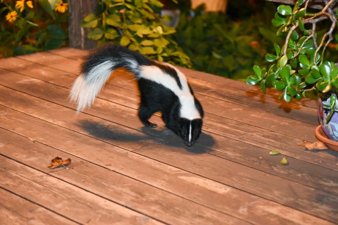 How Much Does Skunk Removal Cost?