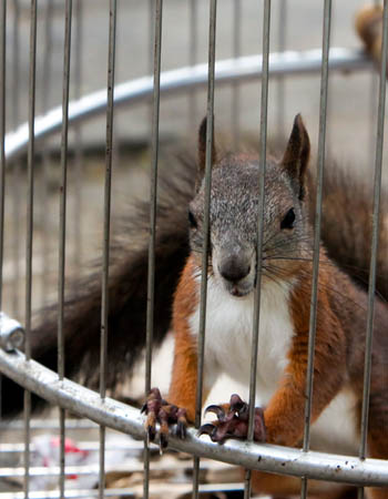 Squirrel Removal Cost