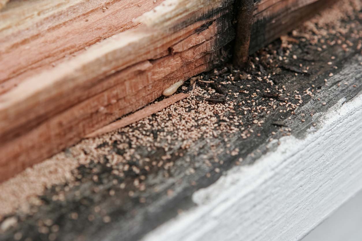 Termite Droppings but No Termites