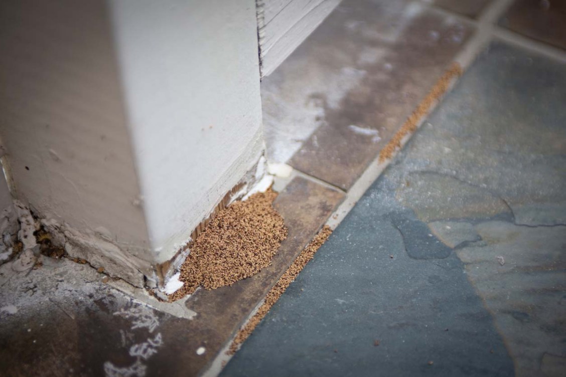 Termite But Solved! What Does It Mean When You See Termite Droppings but No ...