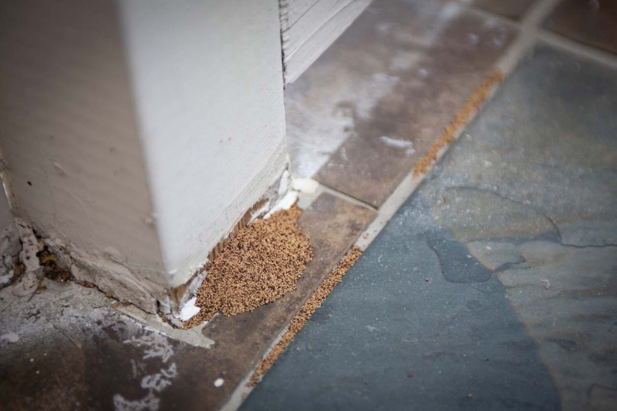 Termite Droppings but No Termites