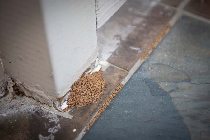 Solved! What Does It Mean When You See Termite Droppings but No Termites?