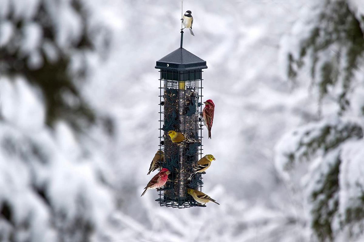 The Best Outdoor Accessories for Bird Lovers Option