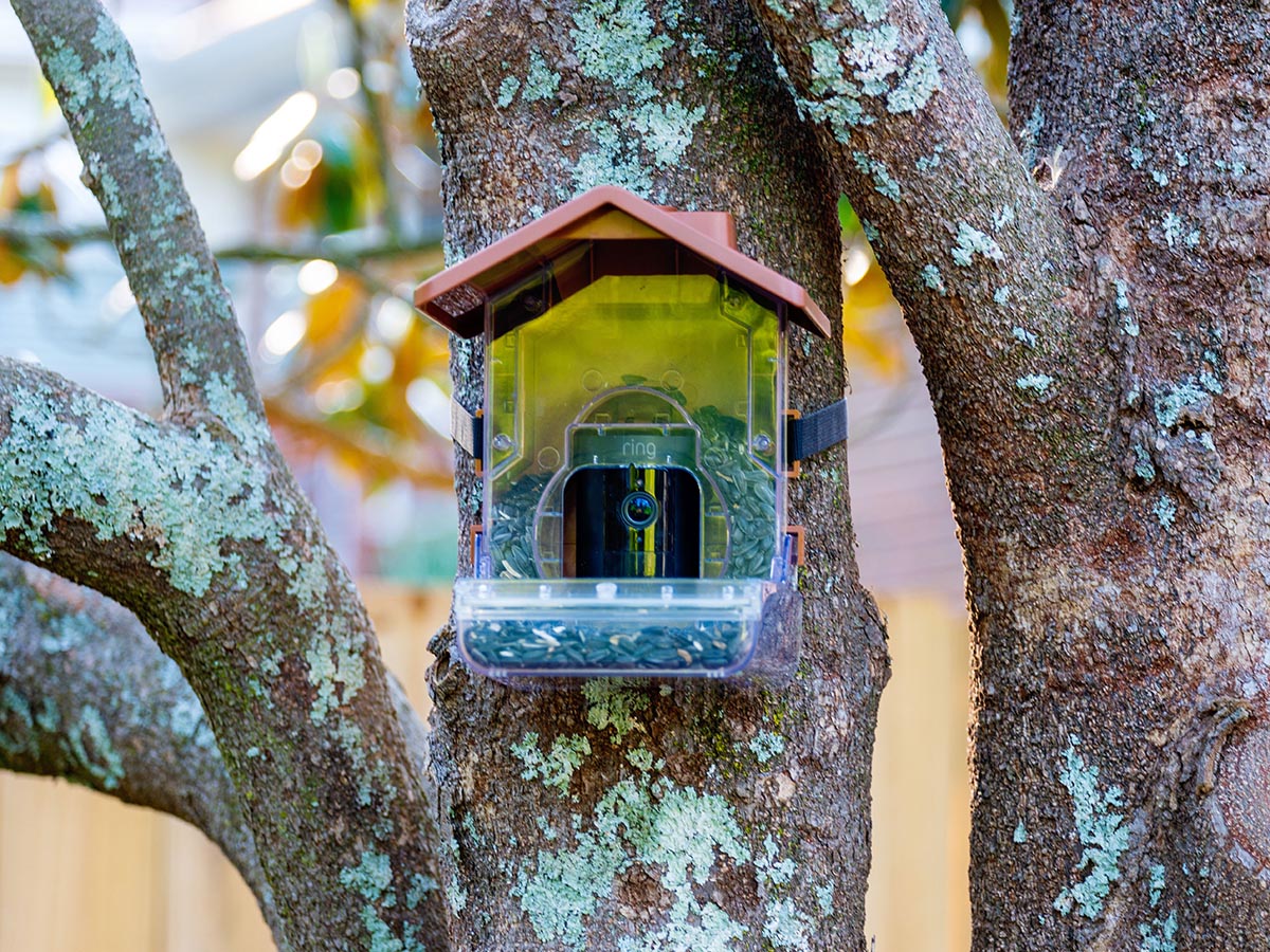 The Wasserstein bird feeder camera case mounted to a tree