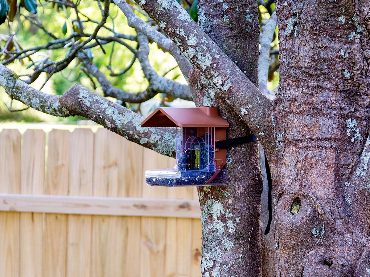 The Wasserstein bird feeder camera case mounted to a tree
