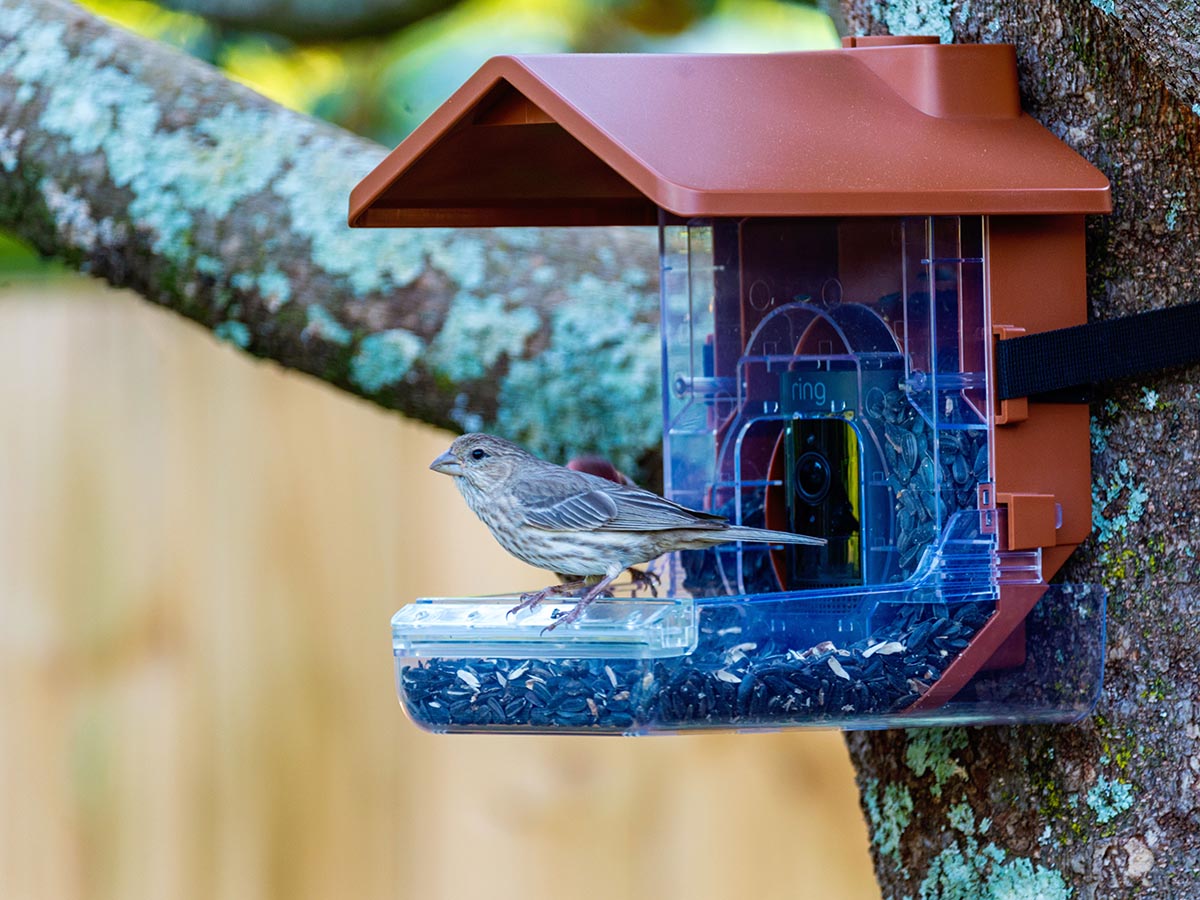 A bird perched on the Wasserstein bird feeder camera case that's mounted to a tree