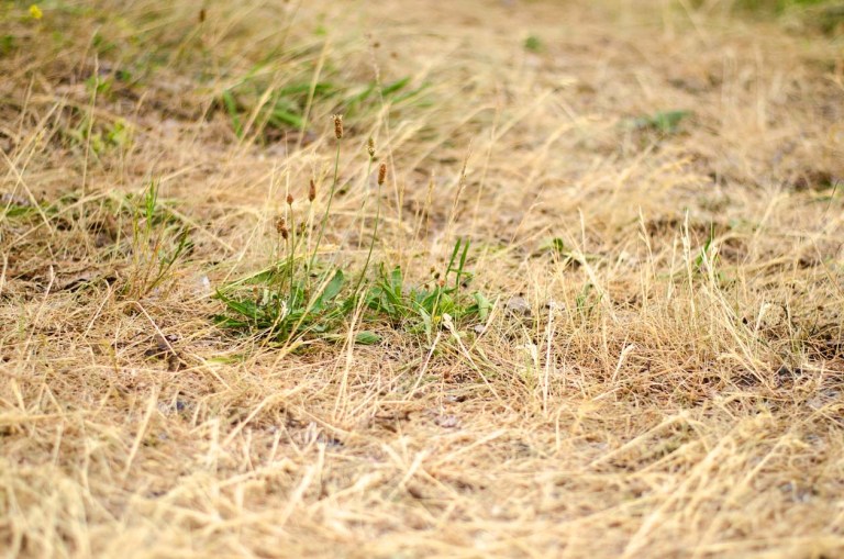 Why Is My Grass Turning Yellow? 8 Problems & Solutions Bob Vila