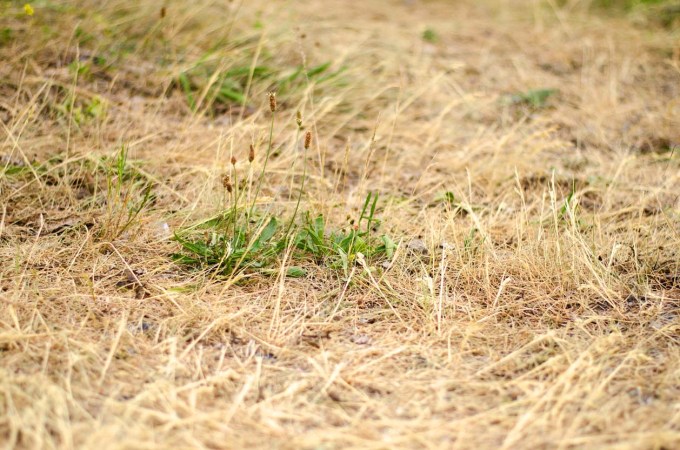 How to Kill Grass—and Why You Might Want To