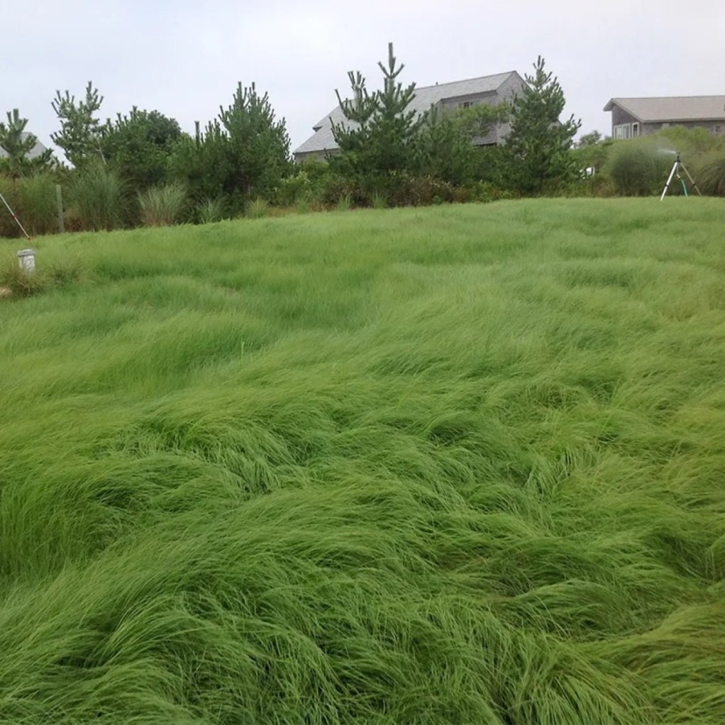 Picture of 18 Easy Grass Alternatives for Your Lawn - Bob Vila