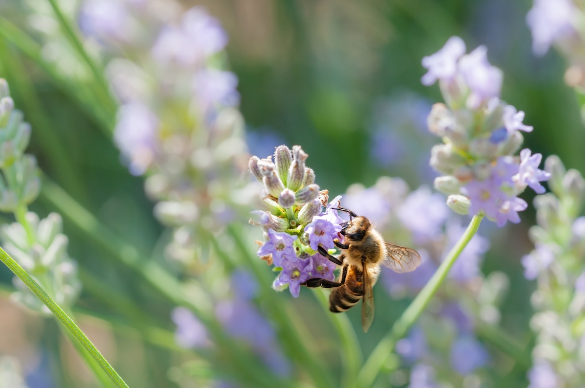 A bee looking for pollen in a garden.