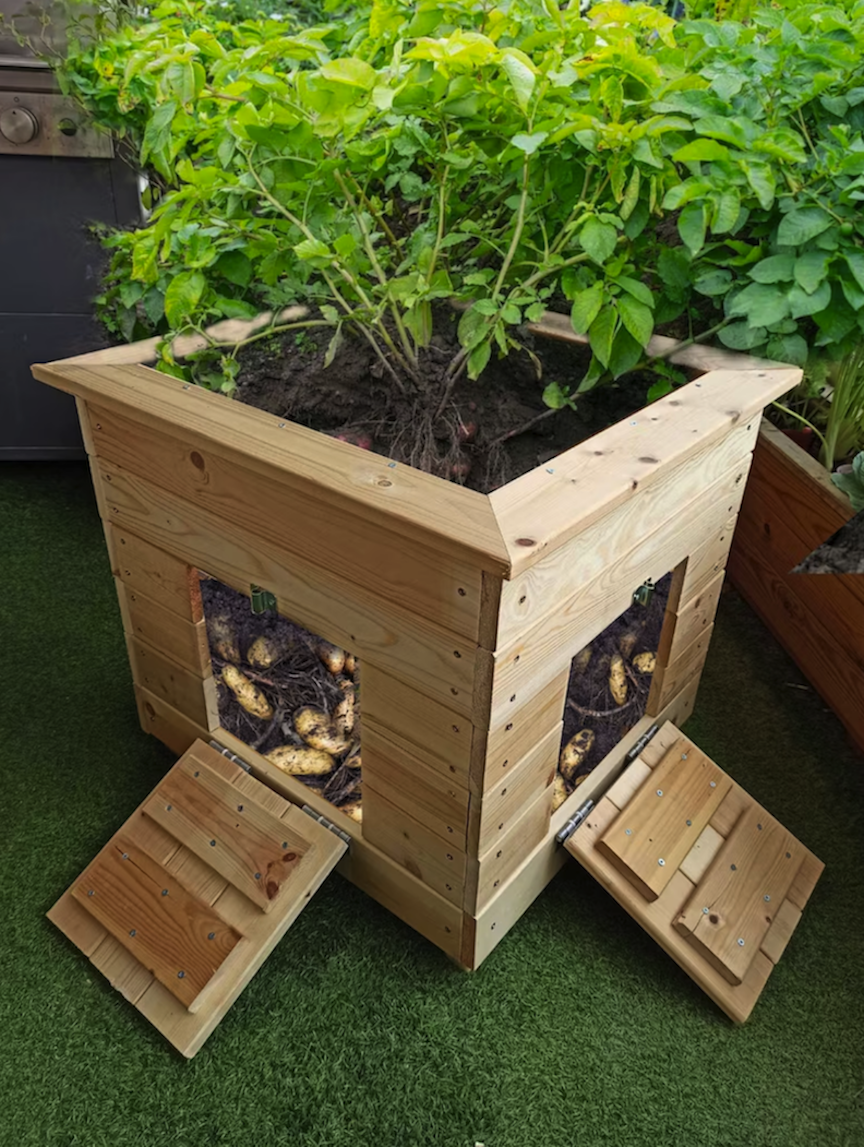 large wooden square planter for potato plants with open slots exposing potato roots in soil
