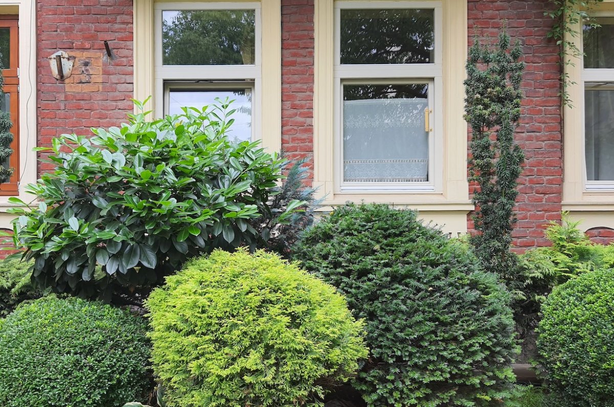 Different types of green shrubs including boxwoods in front of a red-brick house. 