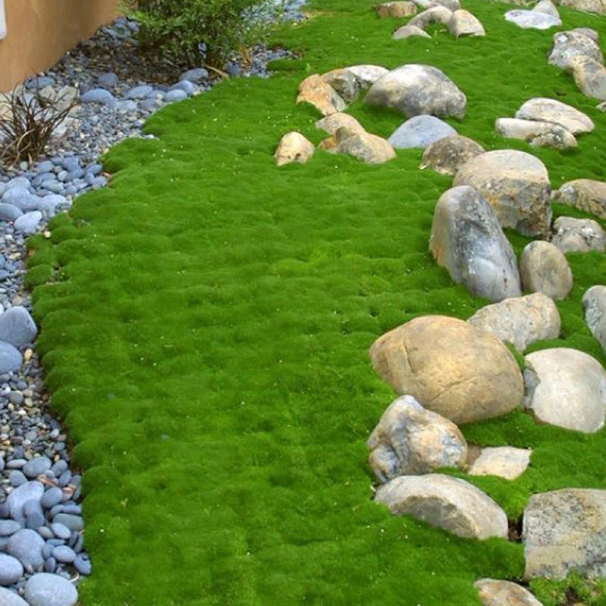 Irish moss yard