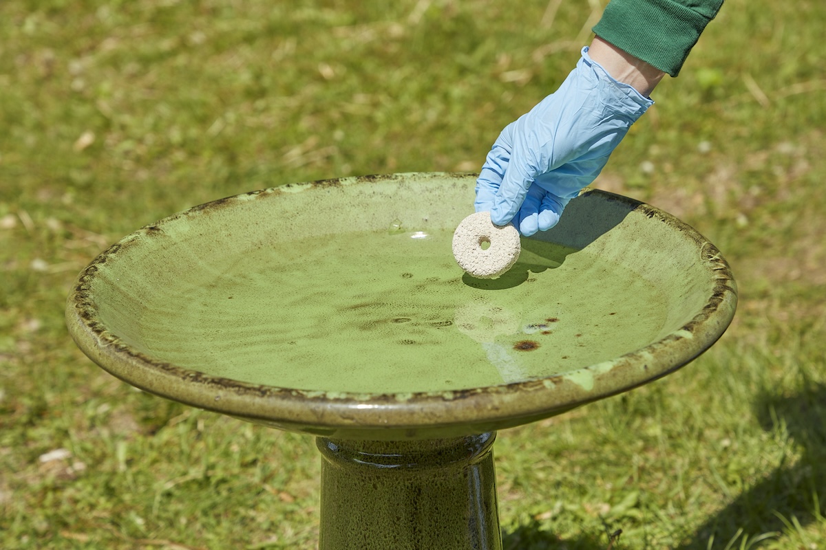 Woman wearing gloves adds an egg killer cake to a standing bird bath.
