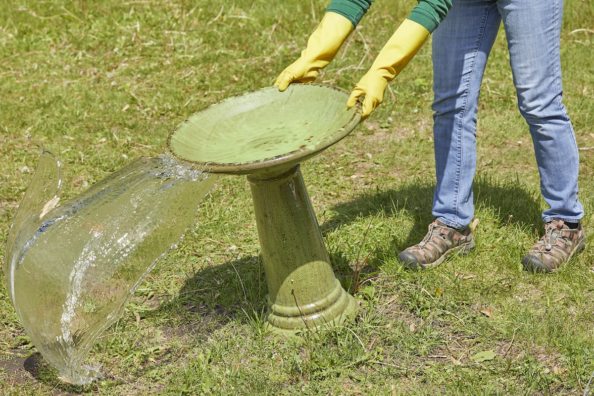Woman wearing gloves dumps water out of a bird bath.