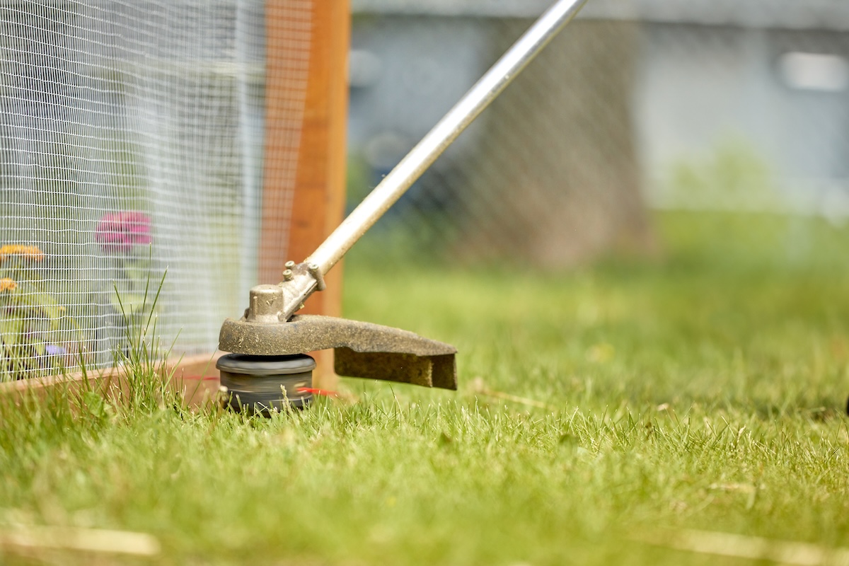 Using a string trimmer to trim weeds near a mesh garden fence.