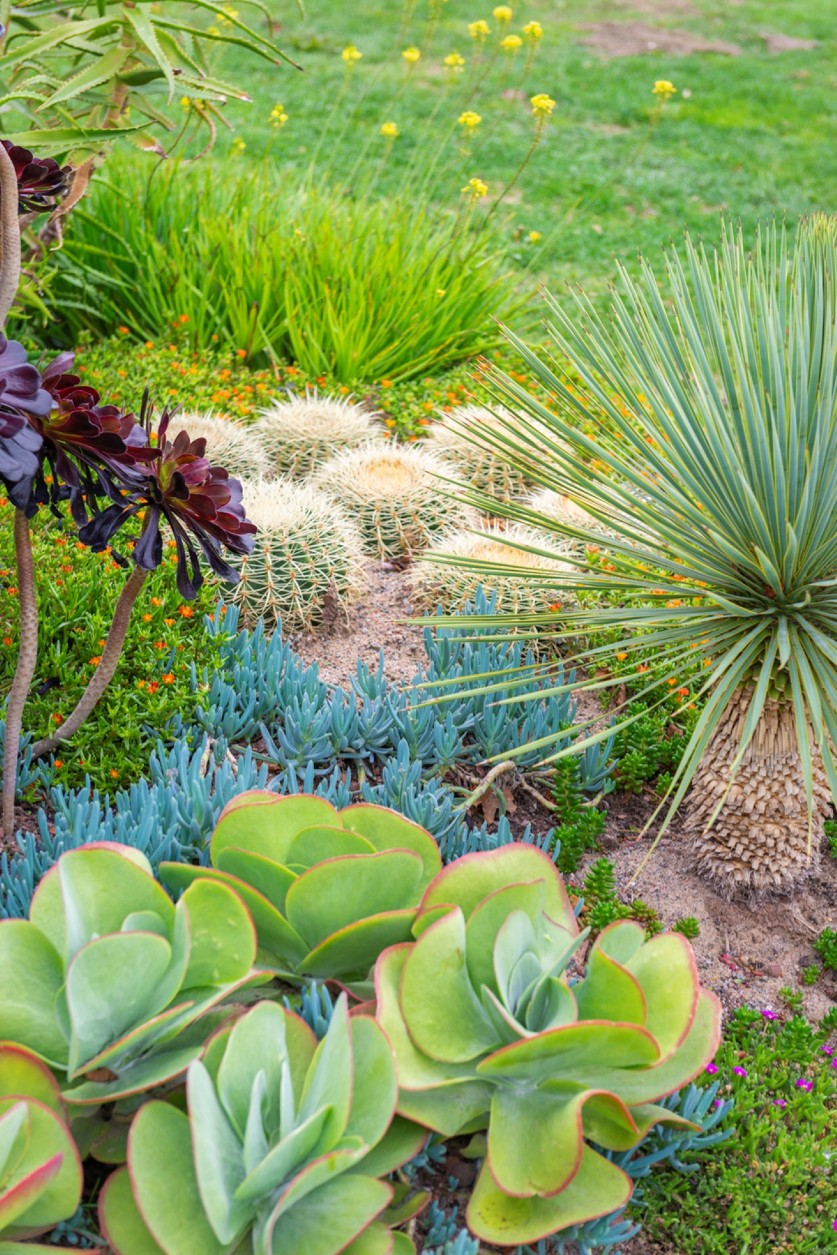 Succulents in a sunny garden bed.