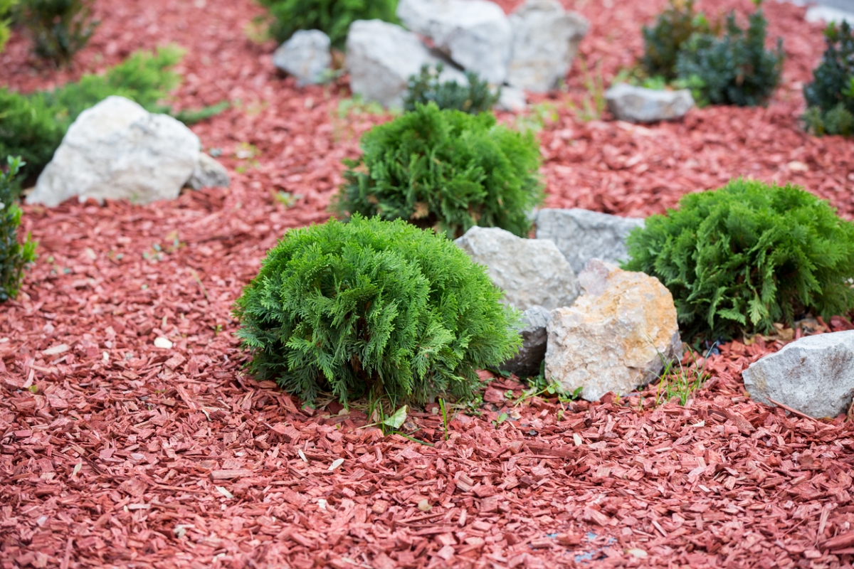 Shrub and rocks with red mulch