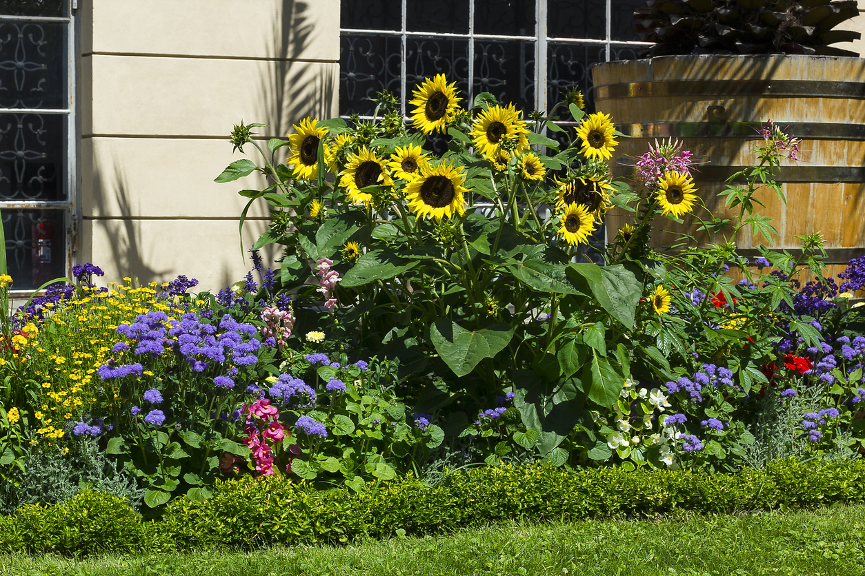 flowerbed with sunflowers in front of house