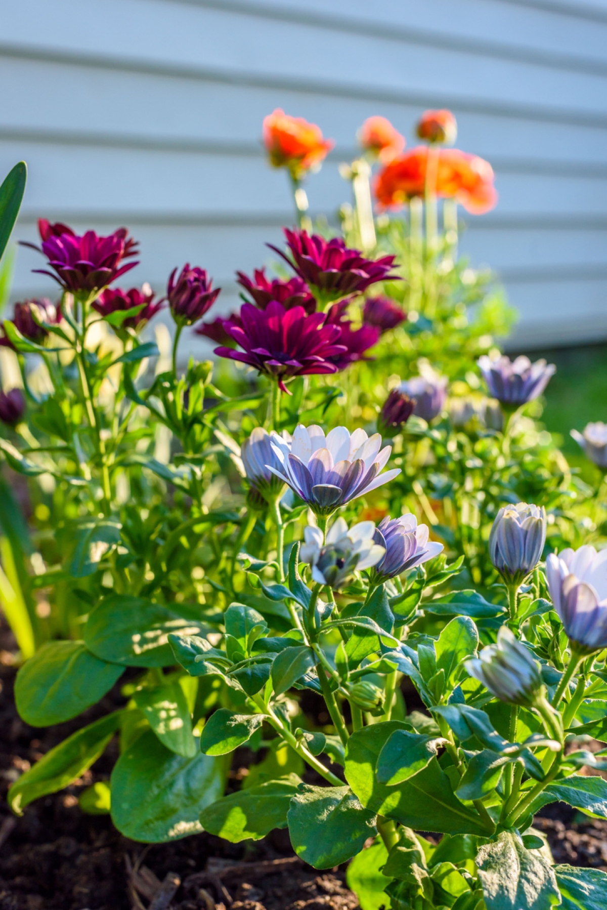 Brightly colored flowers with house siding in background.