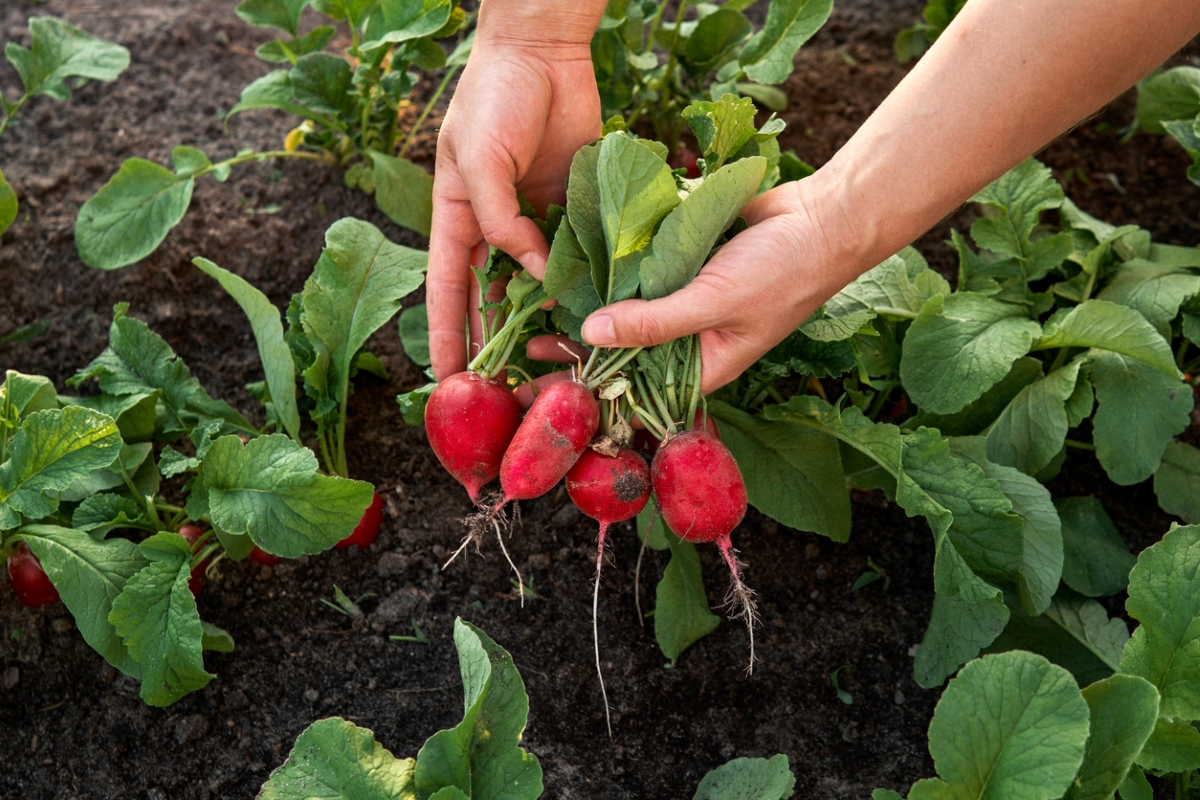 Pulling radish from garden