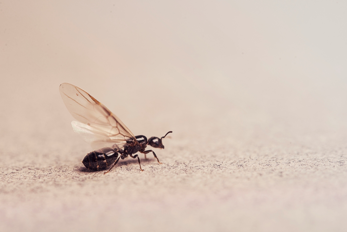 Single flying ant