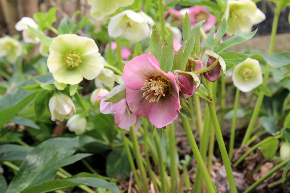 White and pink hellbores flowers