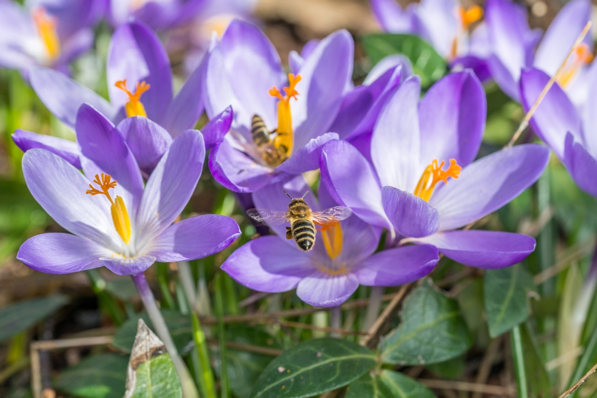 Crocus purple flowers with bees