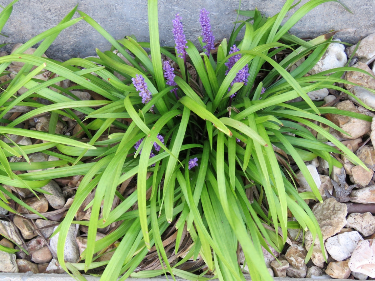 Bloomed monkey grass plant