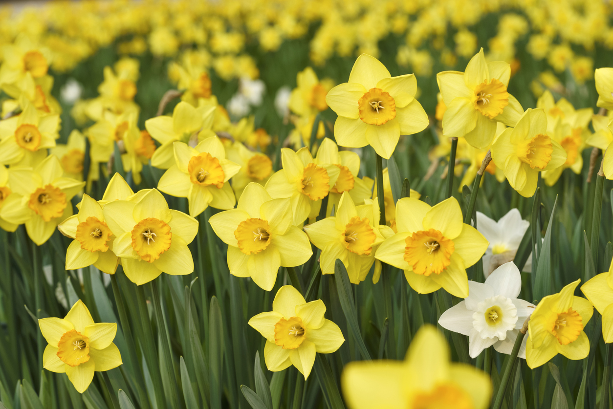 Daffodils (Narcissus spp.)