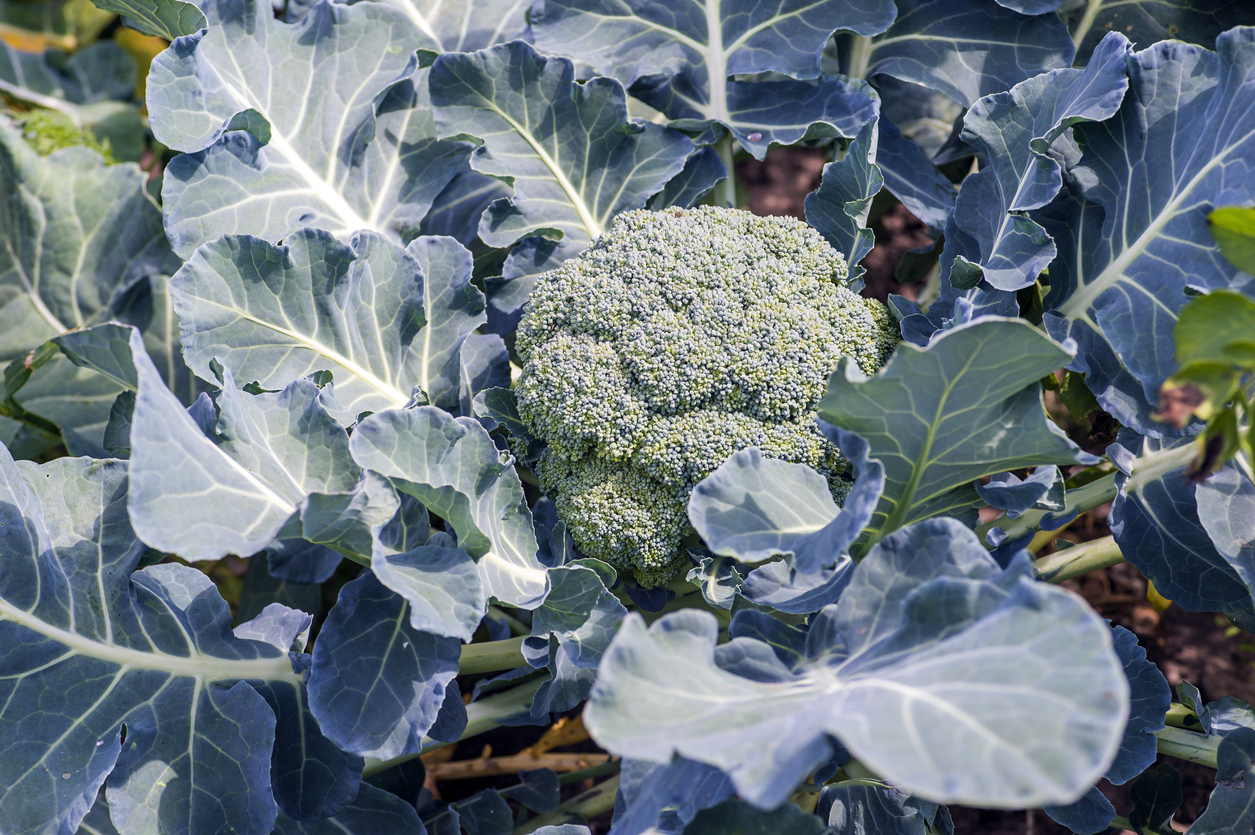 Ripe broccoli on the bed close-up. The concept of healthy farm products. Background. Copy space