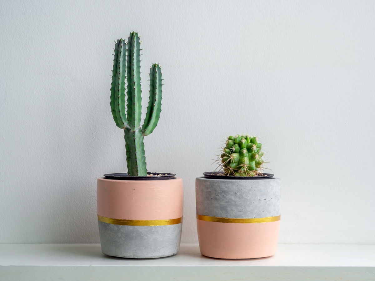 Cactus plants in modern vases