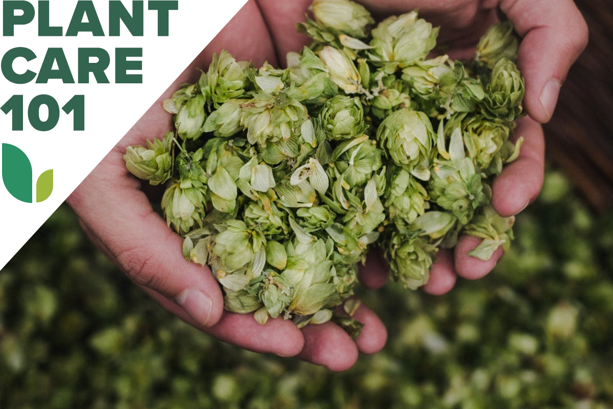 hands holding harvested hops with Plant Care 101 graphic overlay