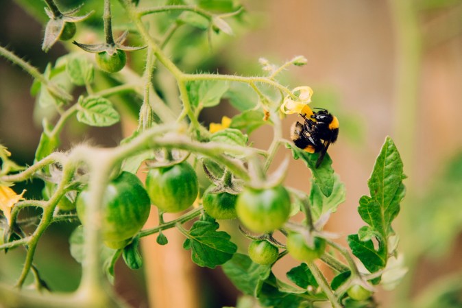 Why You Should Hand-Pollinate Some of Your Veggies This Year—and How to Do It