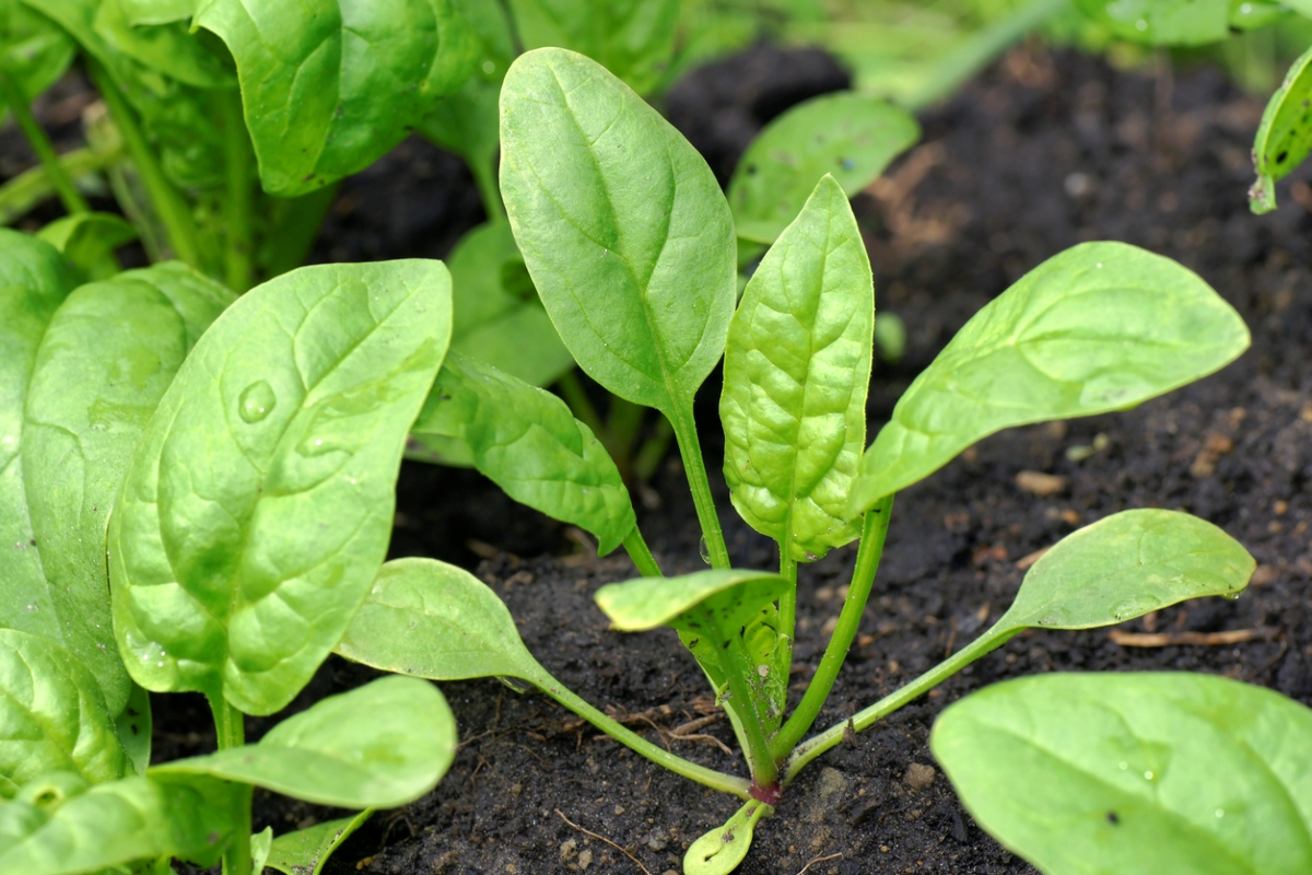 Spinach plant in garden