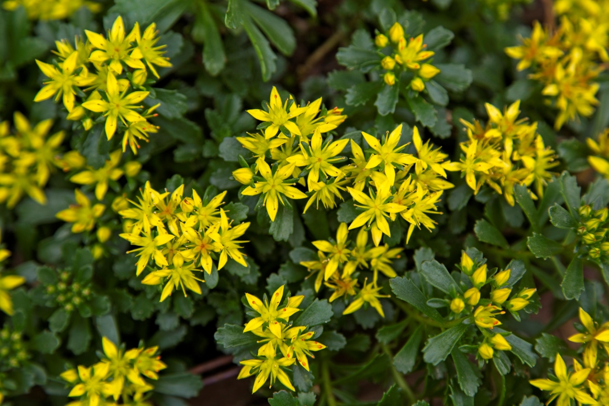 Sedum yellow flowers